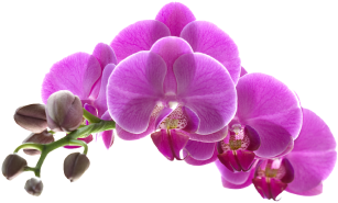 flower_1_3 2 1